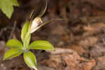 Large whorled pogonia